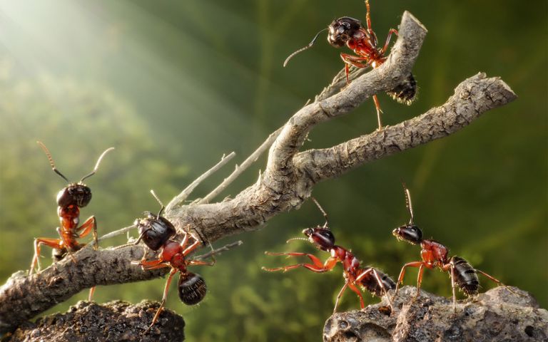 Formigas trabalhando de forma colaborativa
