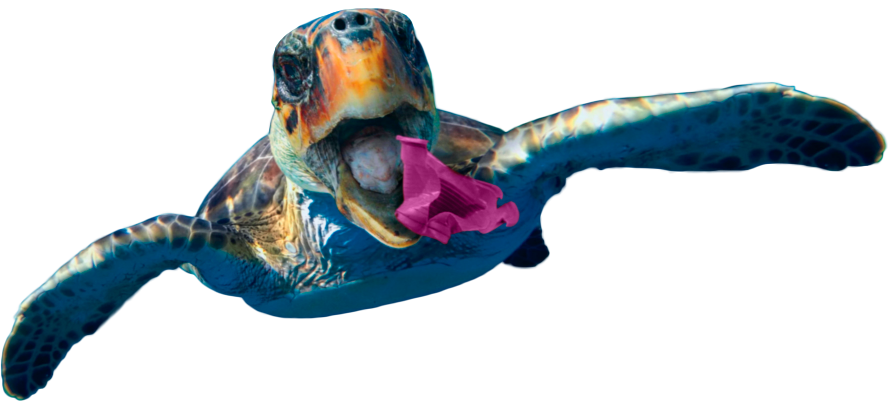 tartaruga com uma sacola presa na boca