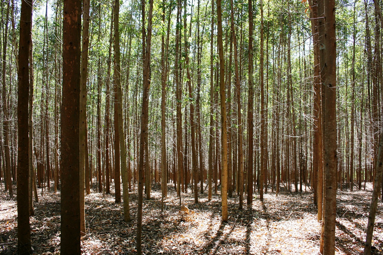 consultoria florestal