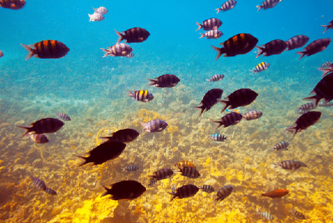 Impactos causados pelo lançamento de resíduos no oceano