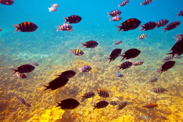 lançamento de resíduos no oceano