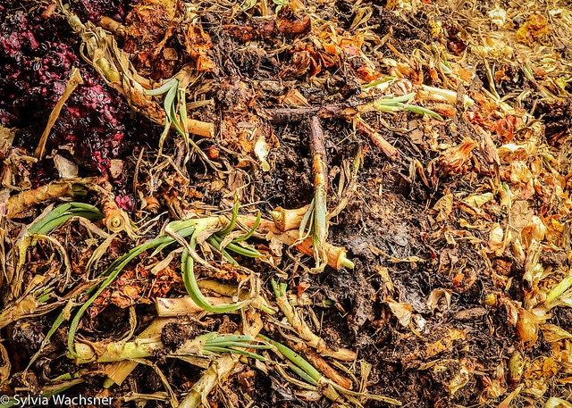 restos de alimentos para fazer adubo