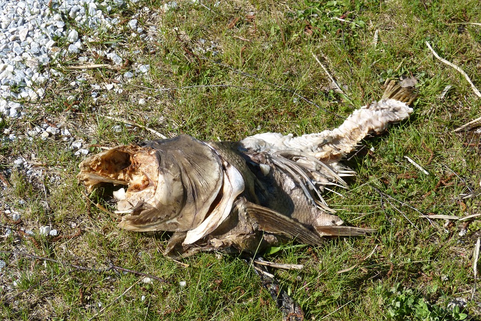 Resíduos de origem animal