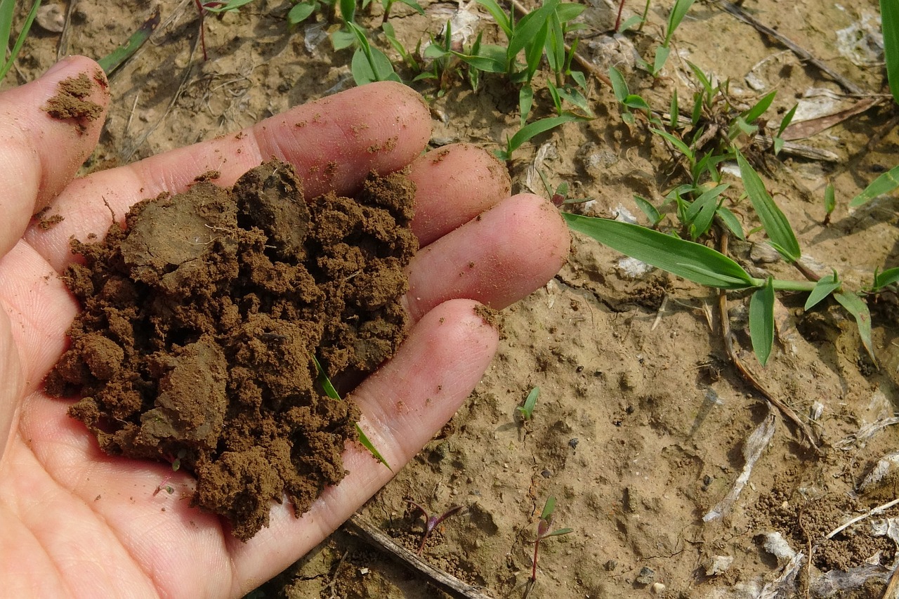 Compostagem ou Reciclagem: diferenças e quais resíduos destinar?