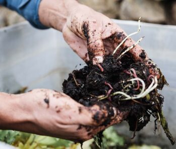 Processo de compostagem ou vermicompostagem, com mãos manuseando o húmus rico em nutrientes.